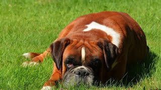 Boxer Dog Health Tips for Seniors