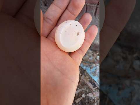 اغرب بيضه في العالم بدون قشره سبحان الله