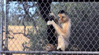 Gibbon Conservation Center