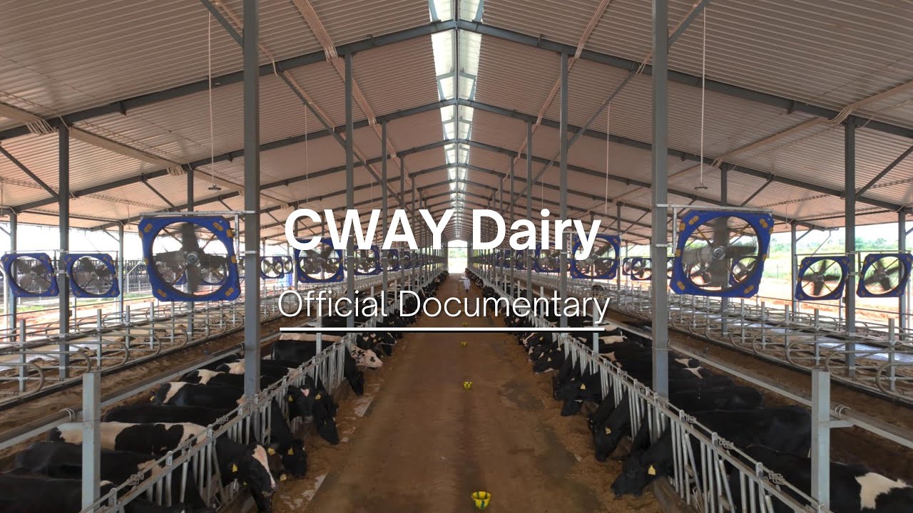 The CWAY Dairy Story: Quality, Care, and Trust