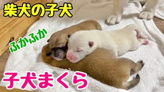 【柴犬 子犬】生後1日目から兄弟と元気に戯れ合う子犬たちはこちら