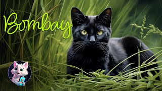 Bombay Cat: The Elegant Panther of the Feline World by Kitty Cat Magic 192 views 6 months ago 47 seconds