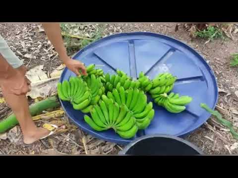 Vídeo: Qual produto químico é usado para amadurecer bananas?