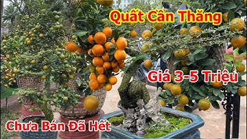 Quất Ghép Cần Thăng 2024 Những Cây Đẹp Hà Nội tại vườn Chợ Hoa Tết Cần Cù Thăng Tiến.