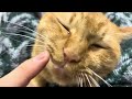 Cute brown tiger