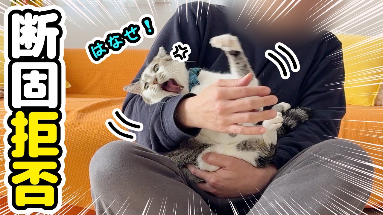 I got carried away thinking my cat loved me - YouTube