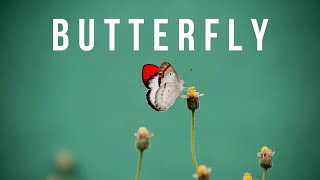 Butterfly by Ian Post | Cinematic | Classical | Beautiful Relaxing Instrumental
