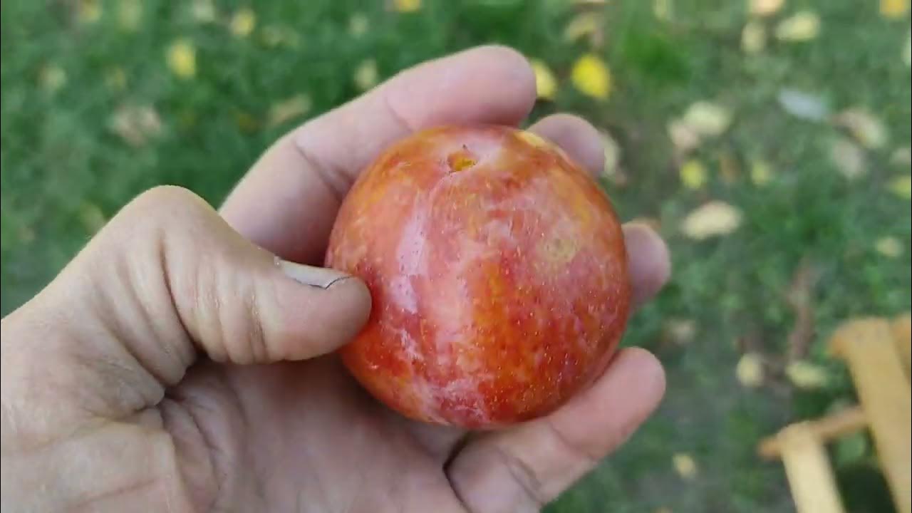 Диплоидная слива Байрон Голд/Byron Gold - YouTube
