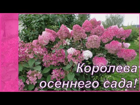 Сентябрь. Метельчатые - в бордо! Гортензия метельчатая осенью.