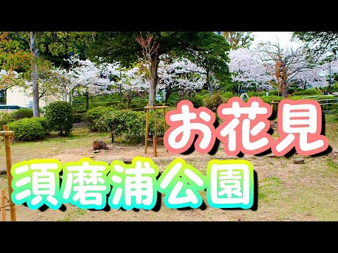 須磨浦公園でお花見