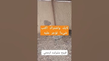 تلاوة ماشاء الله ن تاسر القلوب  وتقشعر لها الابدان /تابع وانشر تؤجر
