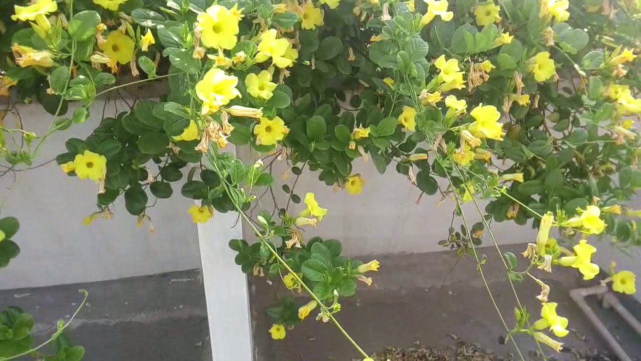 Allamanda Cathartica Flowers Beautiful Allamanda Cathartica Flowers Rooftop Garden Flowers Youtube
