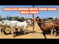 Caballos Burros Vacas Becerros Toros desde 5 mil pesos Plaza Ganadera San Miguel Etla Oaxaca