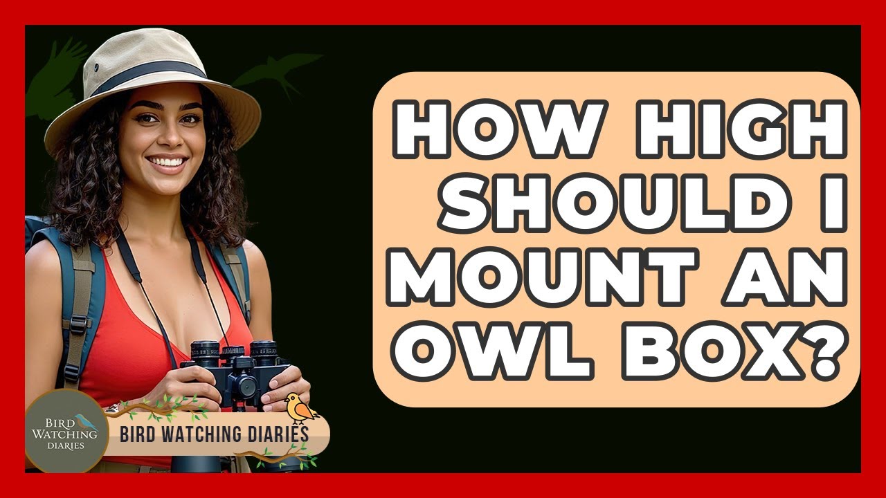 How High Should I Mount An Owl Box? - Bird Watching Diaries