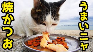 鳴き叫びまくるさくらねこに焼かつおと焼ささみとちゅ～るとシーバを給餌したらうまそうに食べた  猫 野良猫 ニャンちゃん Impressed cat video Stray cat restaurant