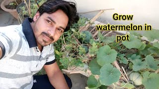 Watermelon(tarbooj) grow in pot from seeds/ watermelon harvest at home/तरबूज को गमले में उगाए