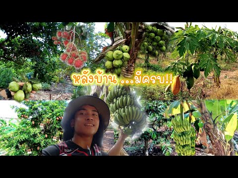 ผลงานหลังบ้านของคนชอบปลูก ป่าผลไม้ 3ปี | ปลูกเล่นๆทิ้งไว้ 1ไร่ หลังบ้าน