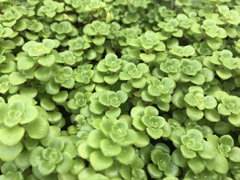 Video Cách nhân giống sen đá sedum vảy cá - cực dễ - youtube