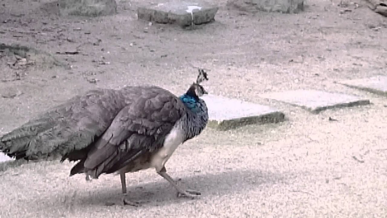 クジャクのオスとメス A Male And Female Of The Peacock Youtube