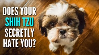 20 Signs Your Shih Tzu May Actually HATE You!