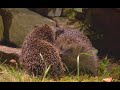 Fighting and courtship of hedgehogs