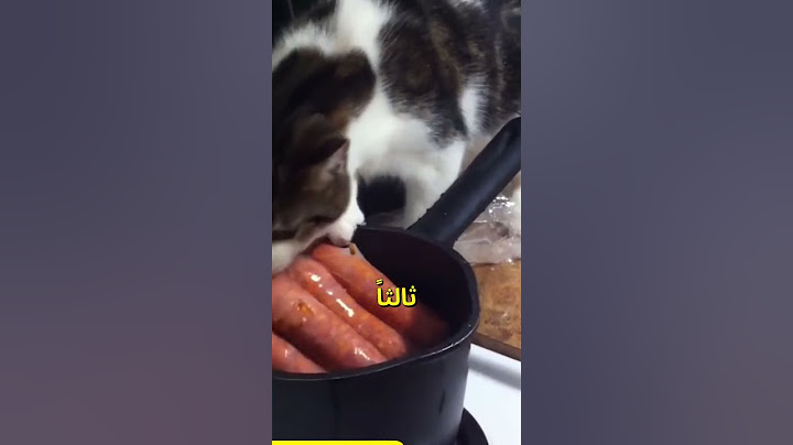 القطط تسرق الطعام 😺