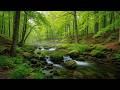 Forest Ambience - Birds Singing Beautiful Stream Sounds for Rest, Sleep, Medicine, Focus, Study ASMR