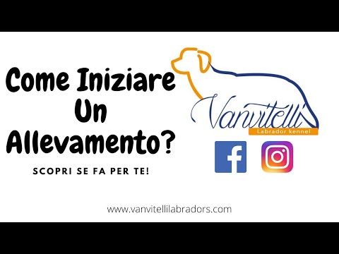 Video: Come Organizzare Un Allevamento Di Gatti E Se Vale La Pena Diventare Un Allevatore