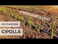 Coltivazione Cipolla