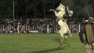 Jineteadas  FIESTA PCIAL DEL CABALLO, Urdinarrain, Entre Ríos #jineteadas #horses #caballos #pbr