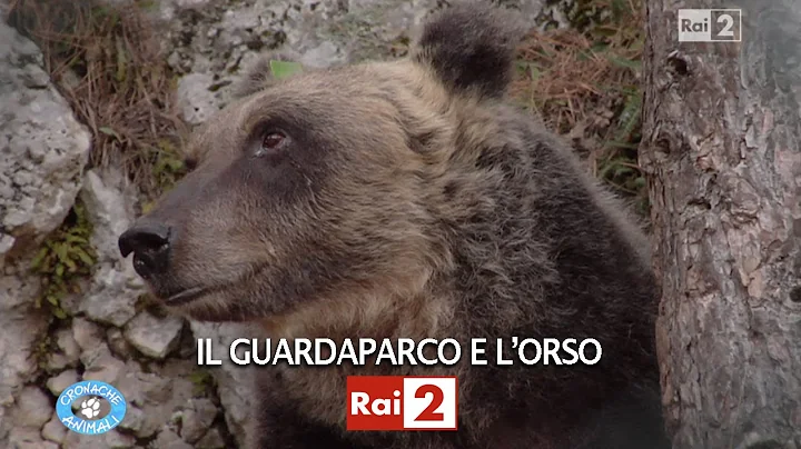 IL GUARDAPARCO E L'ORSO