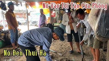 TPHCM-Tây Ninh-2 Địa Điểm Cuộc Truy Tìm 1 Bầy Rắn Hổ Chúa Ăn Mất Hàng Loạt Con Gà Và Cái Kết | MTSB