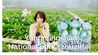 Yangmingshan national park (calla lily)Zhuzihu