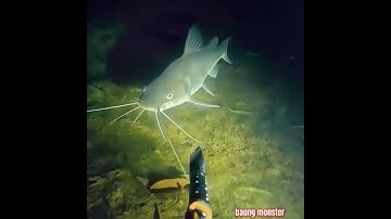 NUNGU MOMEN ‼️ IKAN BAUNG MONSTER NEMBAK IKAN 🐠🐋🐟 #fishing #mancing #nembakikan #shorts #fish