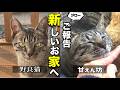 【新しい家族の元へ】保護した元野良猫が先住猫と合わず…。ジローにとって一番幸せな家族を探した結果