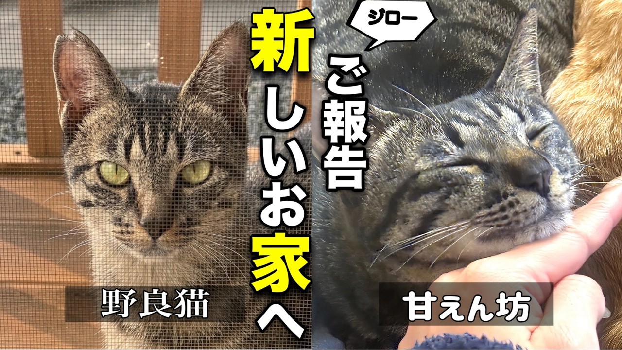 【新しい家族の元へ】保護した元野良猫が先住猫と合わず…。ジローにとって一番幸せな家族を探した結果