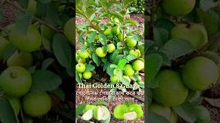 Den 8 Guava Cultivation Earns More Money In A Short Time Original Thai Guava Fruit Plant ...