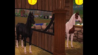 come buy the American Saddlebred horse with me