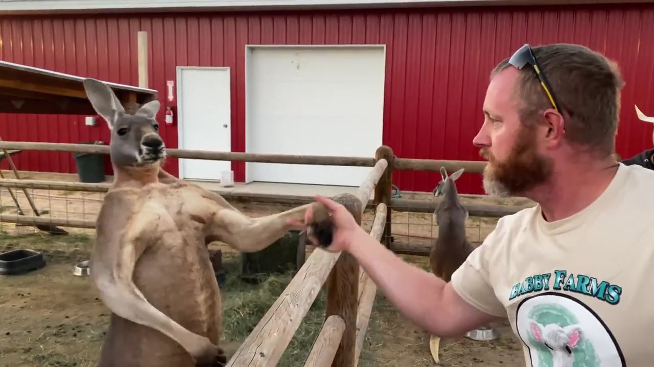 Kangaroo vs. Human Boxing and arm wrestling YouTube