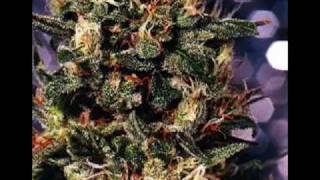 Watch Phish Marijuana video