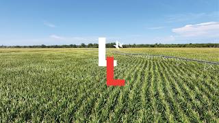 Nebraska Land For Sale | East State Farm Pivot and Creek, Lincoln County