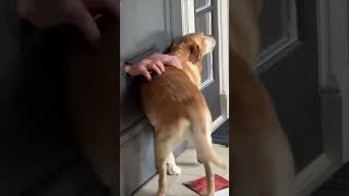 Yellow Labrador Gets Scratchies from Mailman Through Letterbox