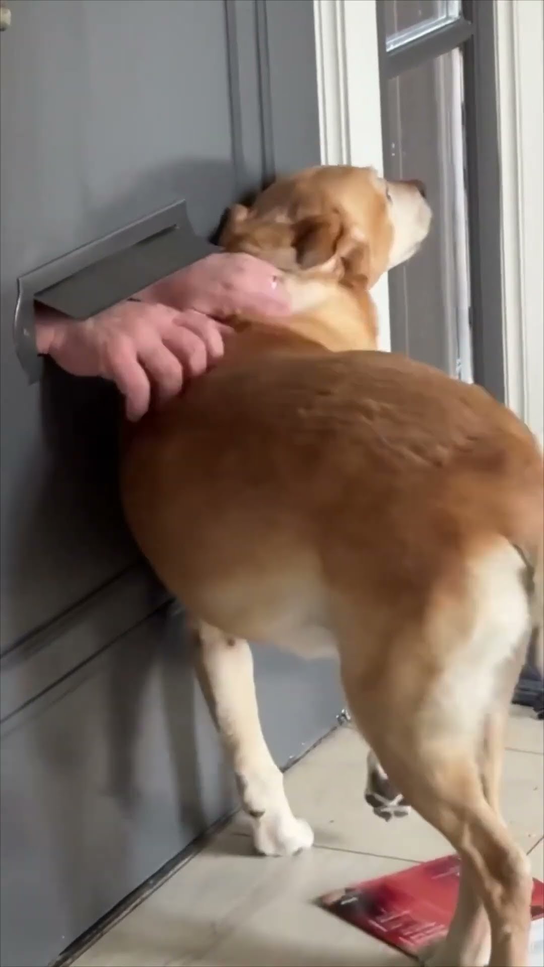 Yellow Labrador Gets Scratchies from Mailman Through Letterbox