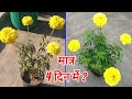 गेंदा का पोधा क्यों सूखने लगा क्या करें । Marigold flower plant died what to do