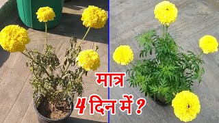 गेंदा का पोधा क्यों सूखने लगा क्या करें । Marigold flower plant died what to do