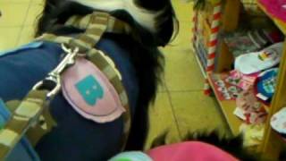 SANY0954.MP4