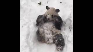 Karda Yuvarlanan Panda