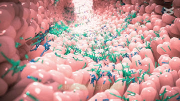 Gut microbiome and feed efficiency of pigs