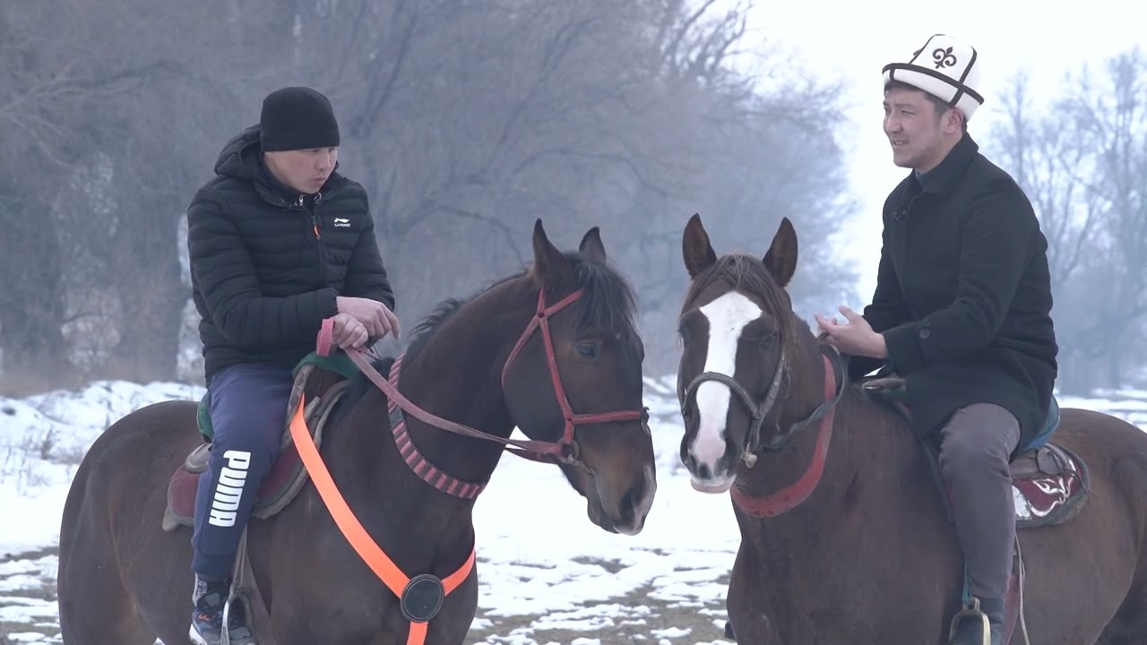 Токтогулда көк бөрү жокпу? Бекболсун Алтынбек уулу