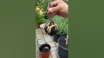 Cut and plant figs tree air layering branch in my garden - July  2023